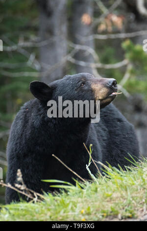 Schwarzer Bär, Ursus americanus, an einem strassenrand in Waterton Lakes National Park, Alberta, Kanada. Stockfoto