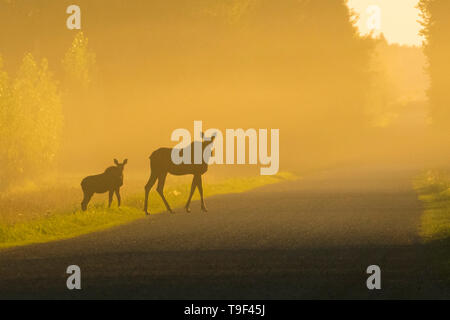 Kuh und Kalb, Elche, Alces alces, überqueren Sie die Straße bei Sonnenuntergang in der Nähe von Rochester, Alberta, Kanada. Stockfoto