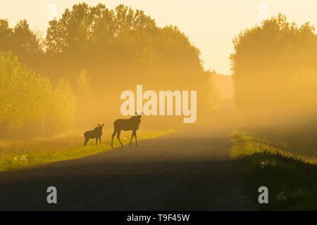 Kuh und Kalb, Elche, Alces alces, überqueren Sie die Straße bei Sonnenuntergang in der Nähe von Rochester, Alberta, Kanada. Stockfoto