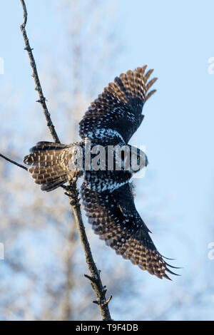 Northern hawk Owl, Surnia ulula, im Flug in der Nähe von Westlock, Alberta, Kanada. Stockfoto