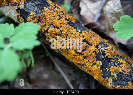 Gelb-orange Flechten auf einem alten hölzernen closeup anmelden Stockfoto