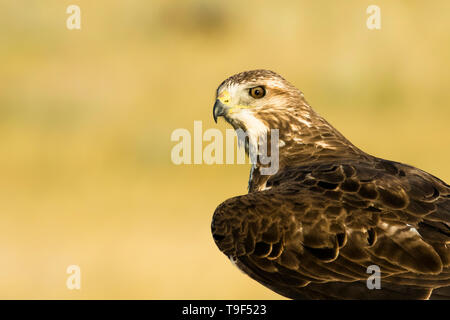 Swainson Hawk, Buteo swainsoni, in der Abendsonne in der Nähe von Medicine Hat, Alberta, Kanada Stockfoto