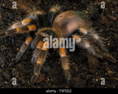 Jugendliche mexikanische Rot Knie Vogelspinne, Brachypelma Hamorii (Captive) Stockfoto