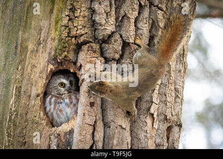 Northern Säge - wetzen Eule, Aegolius acadicus, und amerikanische Eichhörnchen, Tamiasciurus hudsonicus, mit Blick auf die toten Baumstumpf in Edmonton, Alberta, Kanada Stockfoto