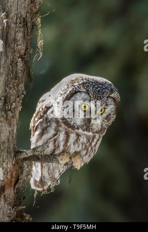 Boreal Eule, Aegolius funereus, das sich im Jasper National Park, Alberta, Kanada Stockfoto