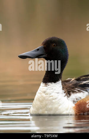 Northern shoveler Anas clypeata Drake, auf einem Teich an Loise Loch Centenial Provincial Park, Alberta, Kanada. Stockfoto