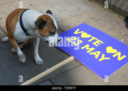 Islington. North London, Großbritannien, 18. Mai 2019 - Ein Hund namens Keks sitzt neben einem Plakat sagt 'Abstimmung am 23. Mai. Credit: Dinendra Haria/Alamy leben Nachrichten Stockfoto