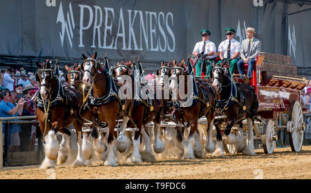 Baltimore, MD, USA. 18 Mai, 2019. 18. Mai 2019: Die budweiser Clydesdales pass die steht auf Preakness Tag am Pimlico Rennstrecke in Baltimore, Maryland. Scott Serio//Eclipse Sportswire/CSM/Alamy leben Nachrichten Stockfoto