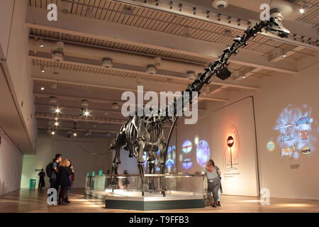 Newcastle upon Tyne, Großbritannien. 18 Mai, 2019. Die Dinosaurier Dippy eine 21 Meter lange Diplodocus Skelett geworfen auf Darlehen vom Natural History Museum, London, hat im Great North Museum für Late Show anzeigen angekommen. Die Ausstellung öffnet dieses Wochenende ist ein Teil der britischen große Tour. Quelle: David Whinham/Alamy leben Nachrichten Stockfoto