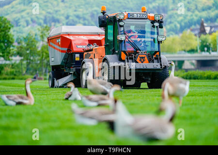 Heidelberg, Deutschland. 14 Mai, 2019. Eine spezielle Reinigungsmaschine, die die Wiese von Goose Kot reinigt, an der Gänse auf der Neckar Wiese im Heidelberger Stadtteil Neuenheim. Die Stadt will die Zahl der Gänse mit der Jagd und ein Verbot der Verfütterung an reduzieren. (Dpa-KORR: Credit: Uwe Anspach/dpa/Alamy leben Nachrichten Stockfoto