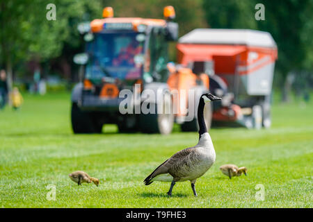 Heidelberg, Deutschland. 14 Mai, 2019. Kanada Gänse auf der Neckar Wiese im Heidelberger Stadtteil Neuenheim vor einer Weitergabe Reinigung der Maschine, dass die Wiese von Goose Kot reinigt. Die Stadt will die Zahl der Gänse mit der Jagd und ein Verbot der Verfütterung an reduzieren. (Dpa-KORR: ''Gans Task Force' - exotische Gäste in den Gemeinden' ärgern)) Credit: Uwe Anspach/dpa/Alamy leben Nachrichten Stockfoto