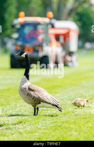 Heidelberg, Deutschland. 14 Mai, 2019. Kanada Gänse auf der Neckar Wiese im Heidelberger Stadtteil Neuenheim vor einer Weitergabe Reinigung der Maschine, dass die Wiese von Goose Kot reinigt. Die Stadt will die Zahl der Gänse mit der Jagd und ein Verbot der Verfütterung an reduzieren. (Dpa-KORR: ''Gans Task Force' - exotische Gäste in den Gemeinden' ärgern) Credit: Uwe Anspach/dpa/Alamy leben Nachrichten Stockfoto