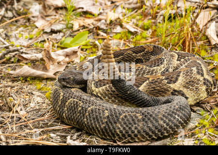 Schwarz und Gelb Holz Klapperschlange - Crotalus horridus Stockfoto