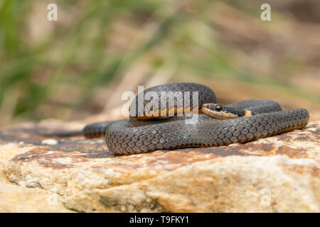 Nördlichen Ringneck Snake - Diadophis punctatus Stockfoto