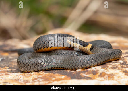 Nördlichen Ringneck Snake - Diadophis punctatus Stockfoto