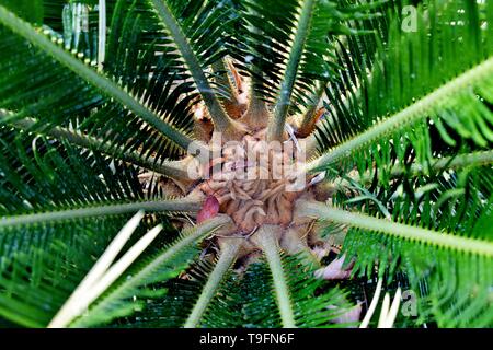 Schönheit der Natur Snap von Grün verlassen Stockfoto