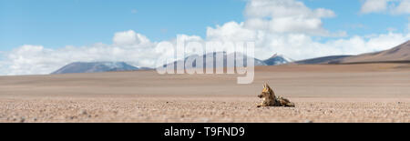 Nahe Begegnung mit einem Stillstehenden culpeo (Lycalopex culpaeus) oder Andean Fox, in seiner typischen Gebiet des Altiplano Landschaft am Siloli Wüste in Stockfoto