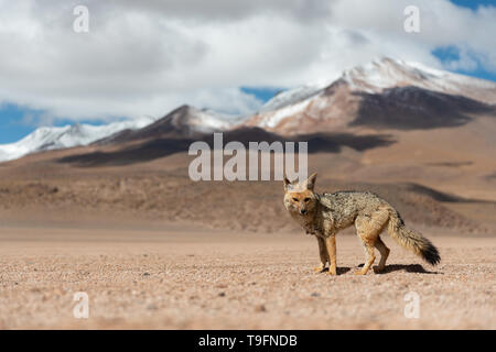 Enge Begegnung mit den culpeo (Lycalopex culpaeus) oder Andean Fox, in seiner typischen Gebiet des Altiplano Landschaft am Siloli Wüste in Eduard Stockfoto