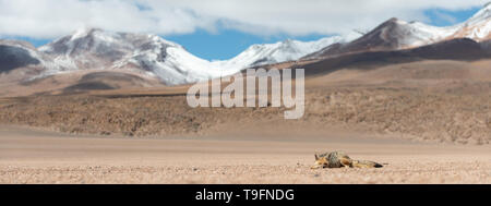 Enge Begegnung mit den culpeo (Lycalopex culpaeus) oder Andean Fox, in seiner typischen Gebiet des Altiplano Landschaft am Siloli Wüste in Eduard Stockfoto