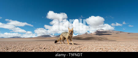 Enge Begegnung mit den culpeo (Lycalopex culpaeus) oder Andean Fox, in seiner typischen Gebiet des Altiplano Landschaft am Siloli Wüste in Eduard Stockfoto