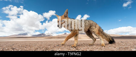 Enge Begegnung mit den culpeo (Lycalopex culpaeus) oder Andean Fox, in seiner typischen Gebiet des Altiplano Landschaft am Siloli Wüste in Eduard Stockfoto