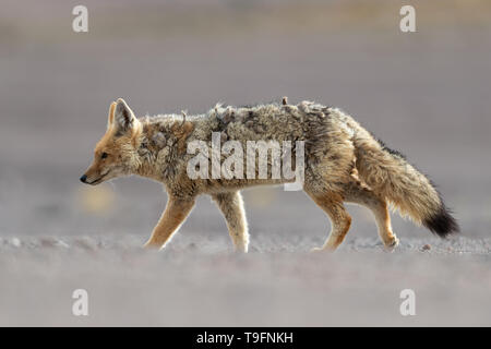 Portrait von culpeo (Lycalopex culpaeus) oder Andean Fox, an der Siloli Wüste in der Fauna der Anden Eduardo Avaroa National Reserve. Die culpeo (Lycalopex cul Stockfoto