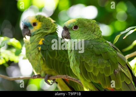 Das türkis-fronted Amazon (Amazona aestiva), auch das türkis-fronted Papagei, der Blue-fronted Amazon und der Blue-fronted Papagei, ist ein So Stockfoto