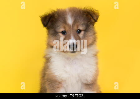 Porträt eines Shetland sheepdog Welpen auf gelbem Hintergrund in die Kamera von vorne gesehen auf der Suche Stockfoto