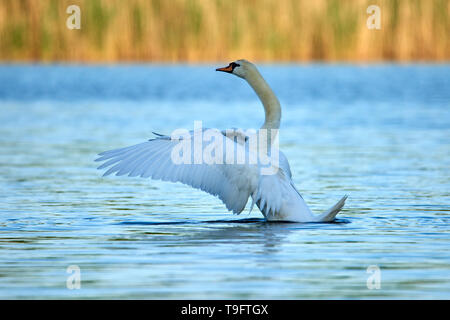 Wild Mute swan sitzt auf einem See mit blauem Wasser Stockfoto