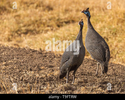 2 Behelmte guineafowl Paar Numida meleagris Seite Profil wandern im hohen gelben Gras Masai Mara National Reserve Kenia Ostafrika Stockfoto