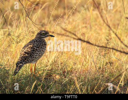 Gepunkteter Dickknievogel, Burhinus Capensis, gepunkteter Dikkop oder Cape Thick-Knee im Schatten hohes gelbgrünes Gras Nahgrün Auge Masai Mara Kenia Stockfoto