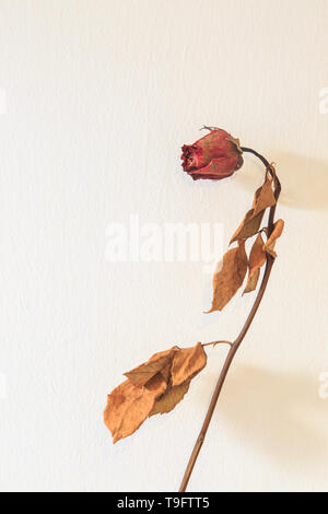 Alte getrocknete rote Rose vor einem weißen Hintergrund isoliert. leblosen Rose Blume auf Weiß. Stockfoto