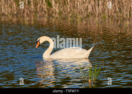 Wild Mute swan auf einem See mit blauem Wasser in den Strahlen der untergehenden Sonne Stockfoto