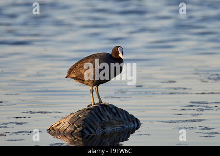 Die amerikanische Blässhuhn Fulica americana,, auch als Schlamm Henne genannt, ist ein Vogel aus der Familie der Indopazifischen Erdtauben. Stockfoto