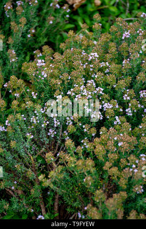 Blossom von Wilden aromatische Küche Kräuter Thymian im provenzalischen Berge, Bestandteil der Kräuter der Provence, Natur Hintergrund Stockfoto