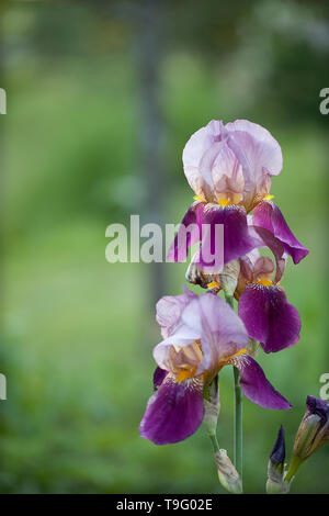 Purple Iris in voller Blüte auf einem verschwommenen Hintergrund. Stockfoto