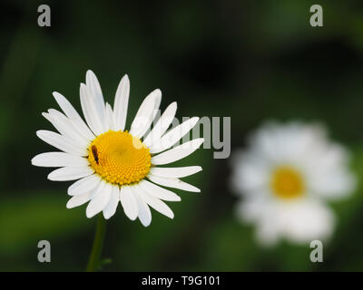 Nahaufnahme einer weißen Margerite mit einem Insekt auf der Blüte Stockfoto