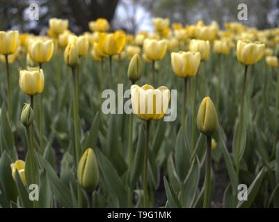 Tulpen am 2019 Ottawa Tulip Festival, Dow's Lake, Ottawa, Ontario, Kanada. Stockfoto