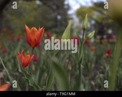 Tulpen am 2019 Ottawa Tulip Festival, Dow's Lake, Ottawa, Ontario, Kanada. Stockfoto