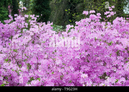 Azaleen Blüten (Rhododendron) füllen den Rahmen mit blühenden Blumen auf dem Biltmore Estate in Asheville, NC, USA Stockfoto
