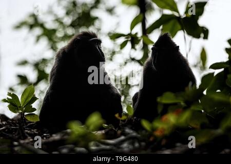 Zwei Celebes crested Makaken auf dem Zweig des Baumes. Close up Portrait. Endemische schwarze Crested macaque oder den schwarzen Affen. Natürlicher Lebensraum. Einzigartige mam Stockfoto