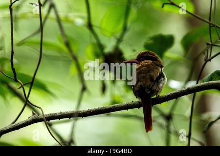 Lila kingfisher Sitzstangen auf einem Zweig in der indonesischen Dschungel, Familie Alcedinidae, endemische Arten zu Indonesien, exotische Vögel in Asien, Tangkoko, Sulawesi Stockfoto