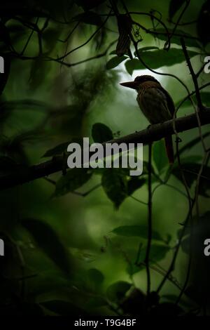 Lila kingfisher Sitzstangen auf einem Zweig in der indonesischen Dschungel, Familie Alcedinidae, endemische Arten zu Indonesien, exotische Vögel in Asien, Tangkoko, Sulawesi Stockfoto