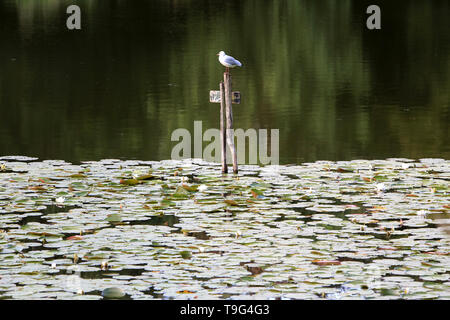 Mouette. Les Étangs de Corot. Ville d'Avray. /Seagull. Die Teiche von Corot. Ville d'Avray. Stockfoto