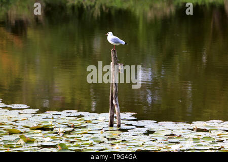 Mouette. Les Étangs de Corot. Ville d'Avray. /Seagull. Die Teiche von Corot. Ville d'Avray. Stockfoto