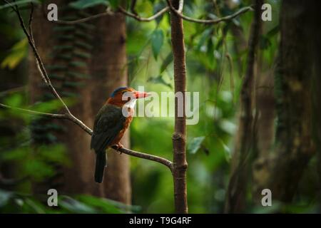 Die Green-backed Kingfisher Sitzstangen auf einem Zweig in der indonesischen Dschungel, Familie Alcedinidae, endemische Arten zu Indonesien, exotische Vögel in Asien, Tangkok Stockfoto