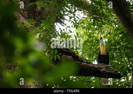 Helmhornvogel, Aceros cassidix, Fed ummauerten Weibchen im Nest an einem Baum top. Tangkoko National Park, Sulawesi, Indonesien, typische Verhalten der Tiere, e Stockfoto