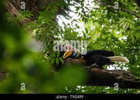 Helmhornvogel, Aceros cassidix, Fed ummauerten Weibchen im Nest an einem Baum top. Tangkoko National Park, Sulawesi, Indonesien, typische Verhalten der Tiere, e Stockfoto