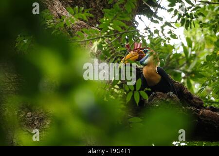 Helmhornvogel, Aceros cassidix, Fed ummauerten Weibchen im Nest an einem Baum top. Tangkoko National Park, Sulawesi, Indonesien, typische Verhalten der Tiere, e Stockfoto