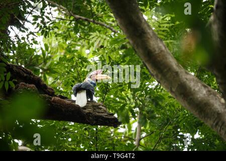 Helmhornvogel, Aceros cassidix, Fed ummauerten Weibchen im Nest an einem Baum top. Tangkoko National Park, Sulawesi, Indonesien, typische Verhalten der Tiere, e Stockfoto